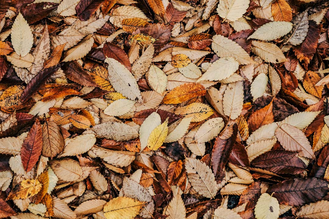 What is the weather like in Korea? Koreanischkurs